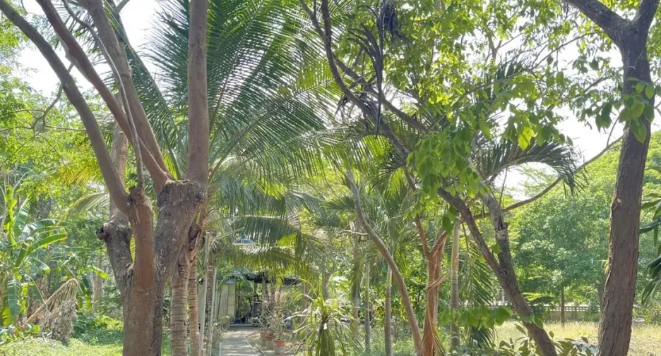 For sale land in San Pa Tong, Chiang Mai