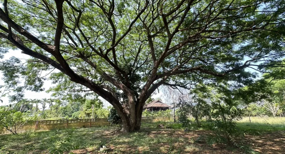 For sale land in San Pa Tong, Chiang Mai