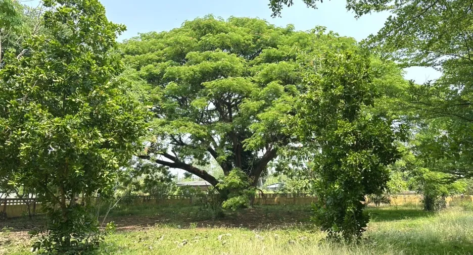 For sale land in San Pa Tong, Chiang Mai