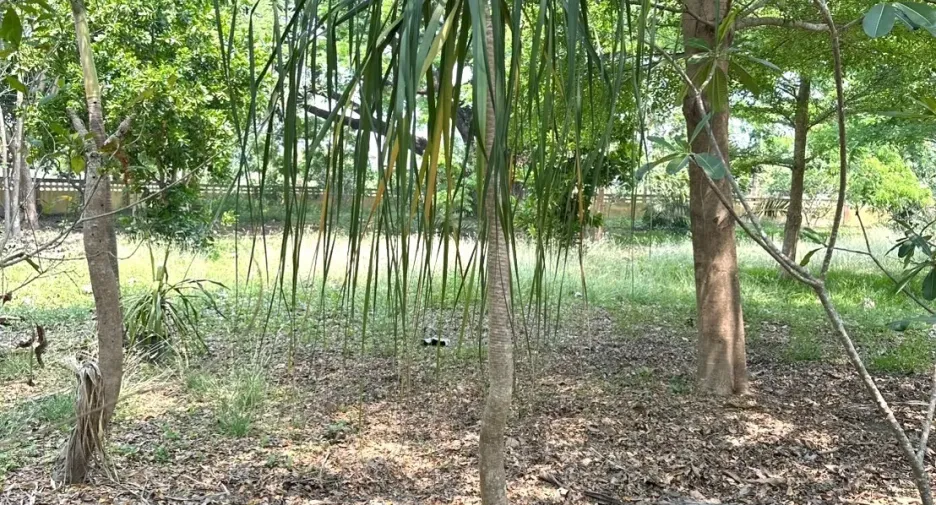 For sale land in San Pa Tong, Chiang Mai