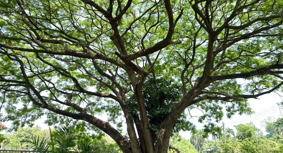 For sale land in San Pa Tong, Chiang Mai