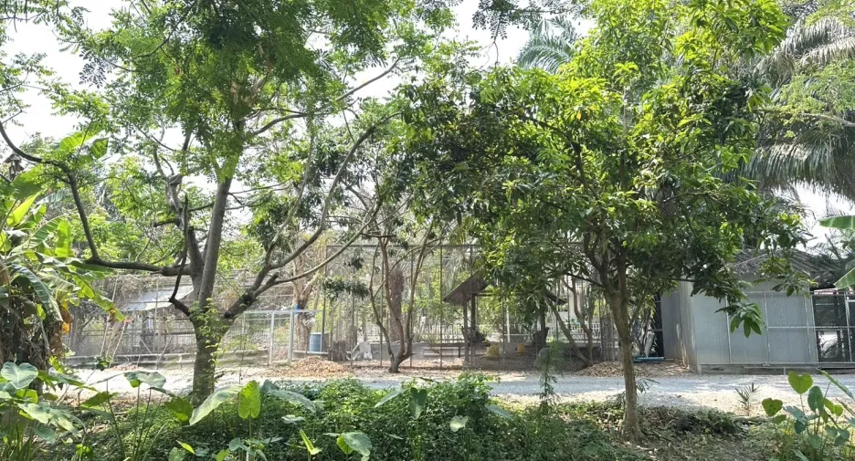 For sale land in San Pa Tong, Chiang Mai