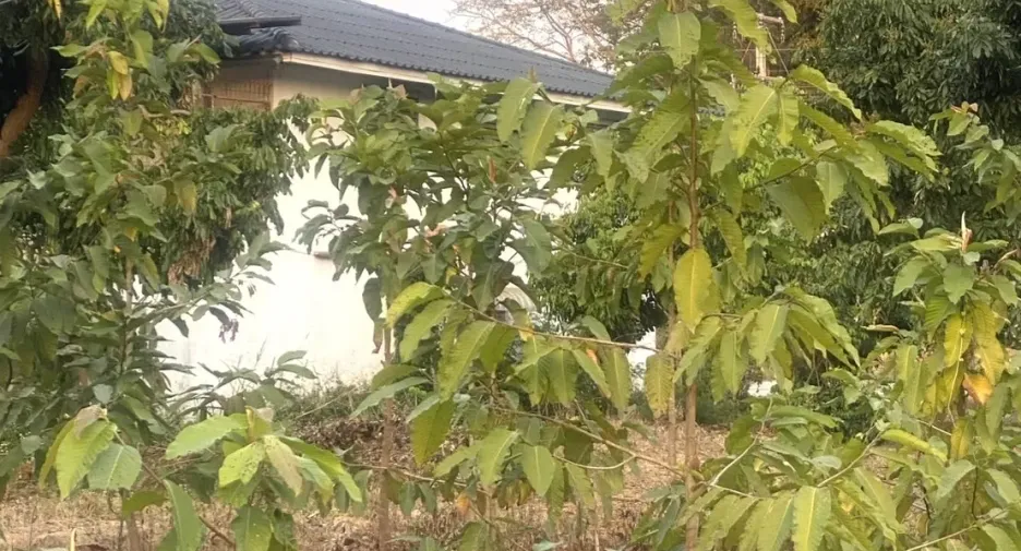 ขาย 4 ห้องนอน พื้นที่ค้าปลีก ใน สันทราย, เชียงใหม่