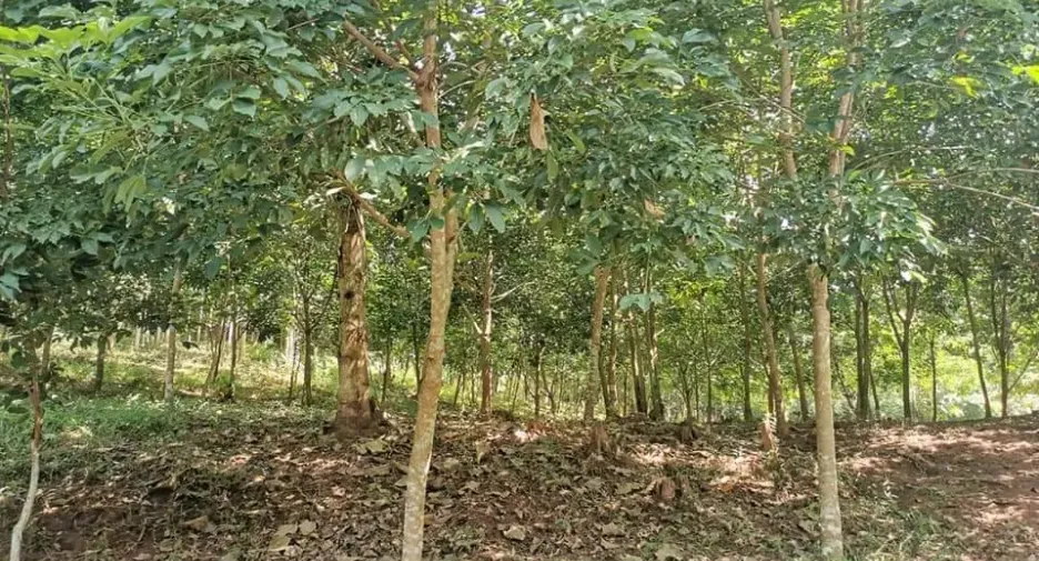 For sale land in Muang Nan, Nan