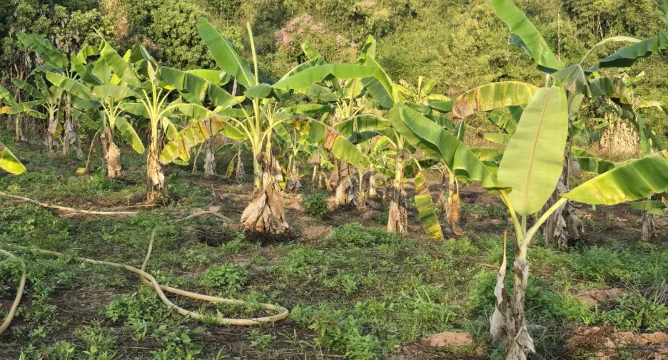 For sale land in Muang Nan, Nan