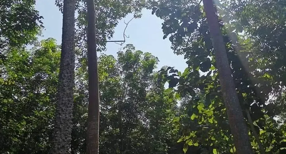 For sale land in Muang Nan, Nan