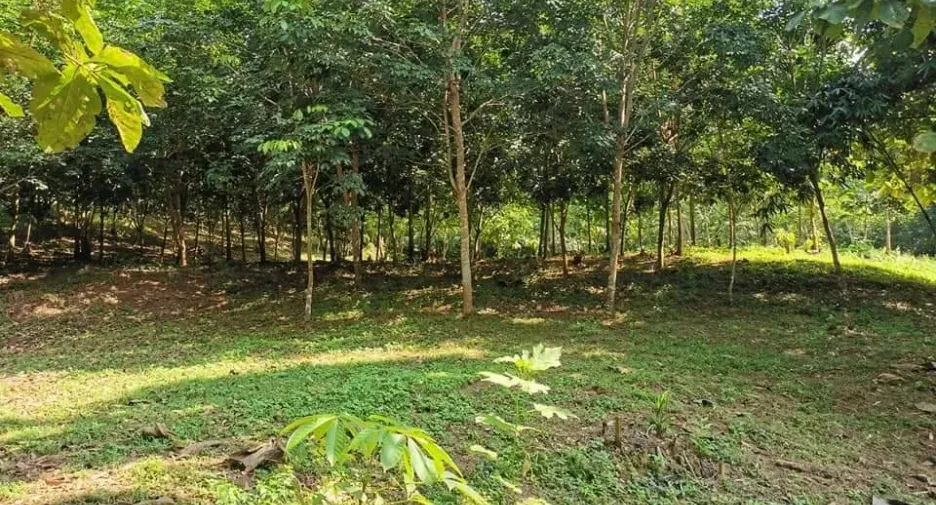 For sale land in Muang Nan, Nan