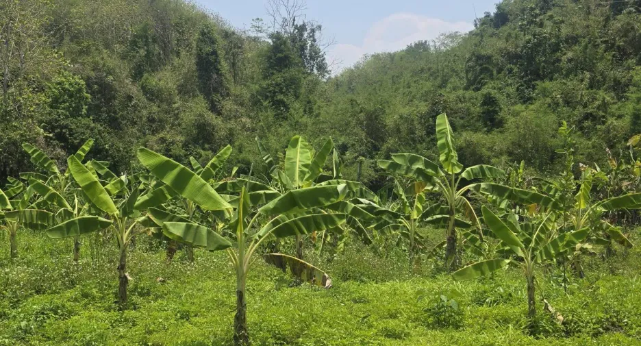 For sale land in Muang Nan, Nan