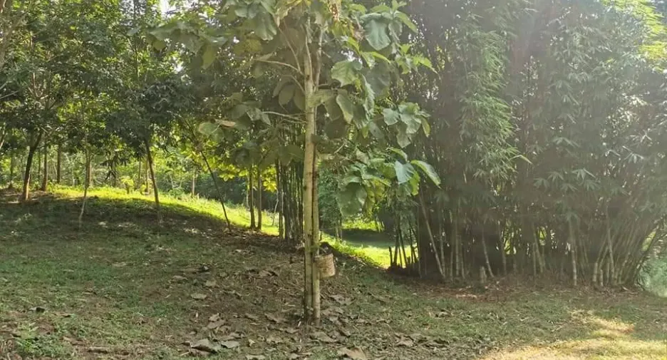 For sale land in Muang Nan, Nan