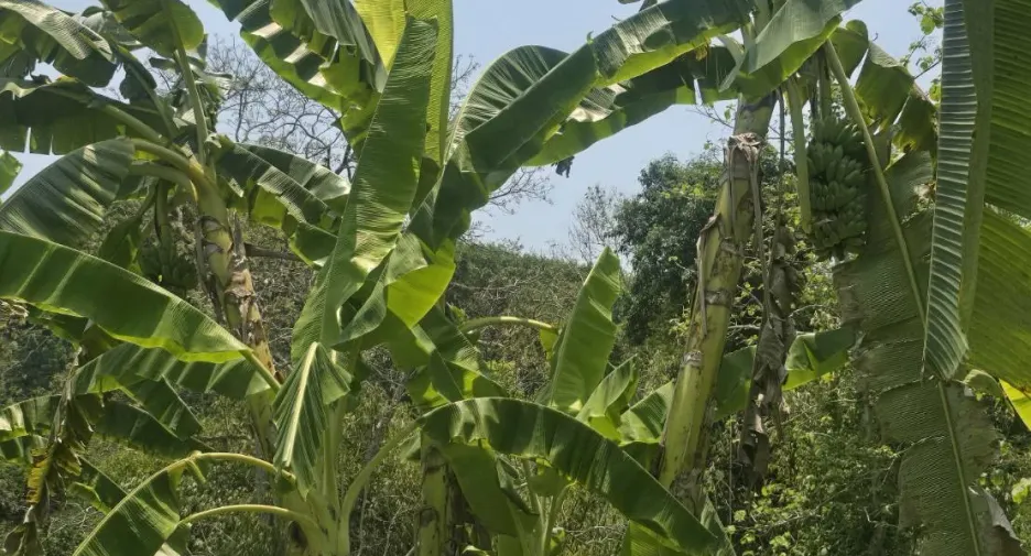For sale land in Muang Nan, Nan