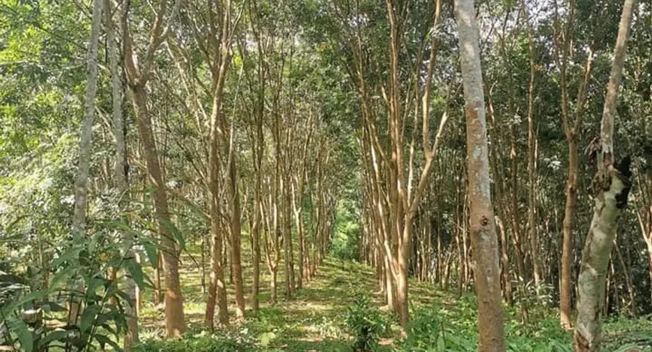 For sale land in Muang Nan, Nan