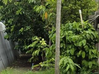 For sale land in Phra Khanong, Bangkok