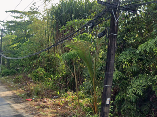 For sale land in Thalang, Phuket