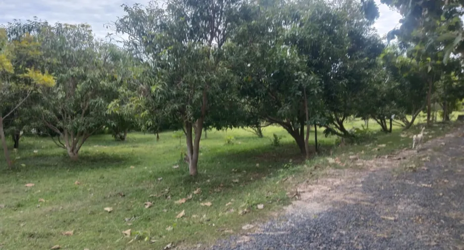For sale land in Sirindhorn, Ubon Ratchathani