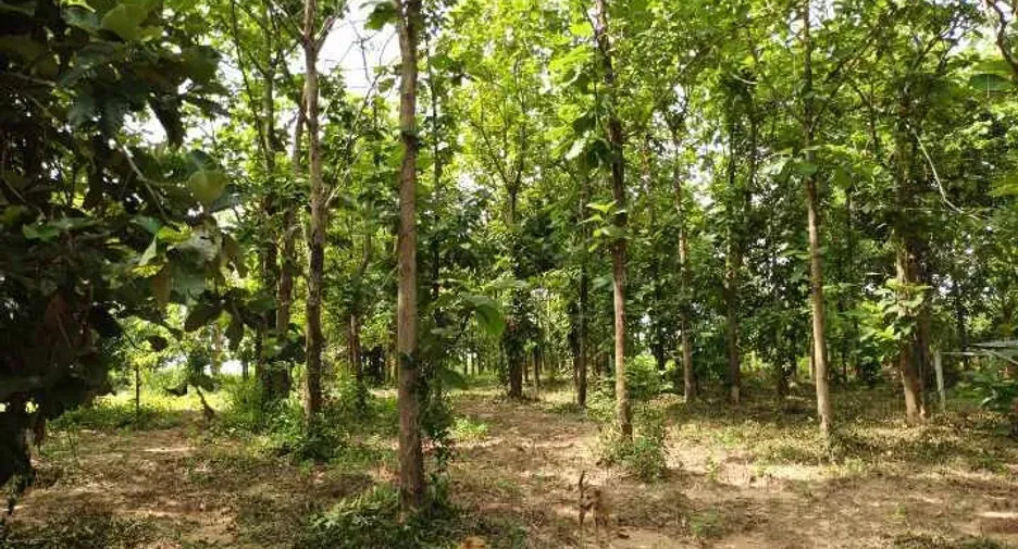 For sale land in Sirindhorn, Ubon Ratchathani