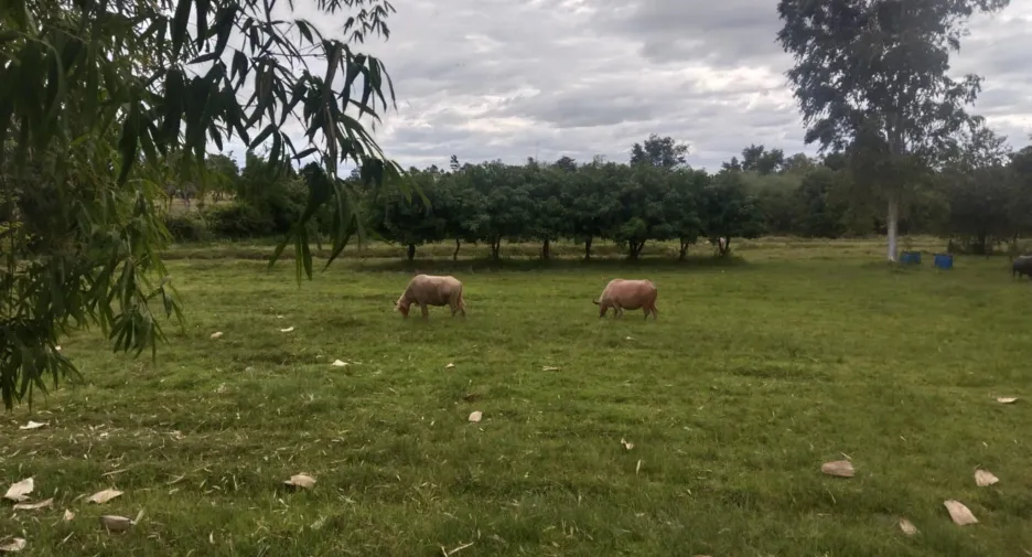 For sale land in Sirindhorn, Ubon Ratchathani