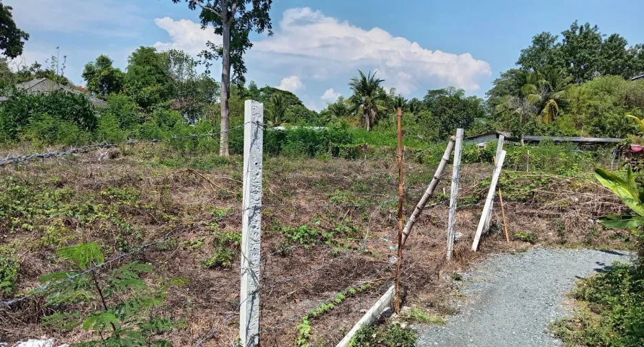 For sale land in San Sai, Chiang Mai