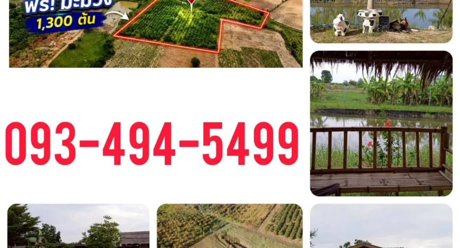 For sale land in Sikhio, Nakhon Ratchasima