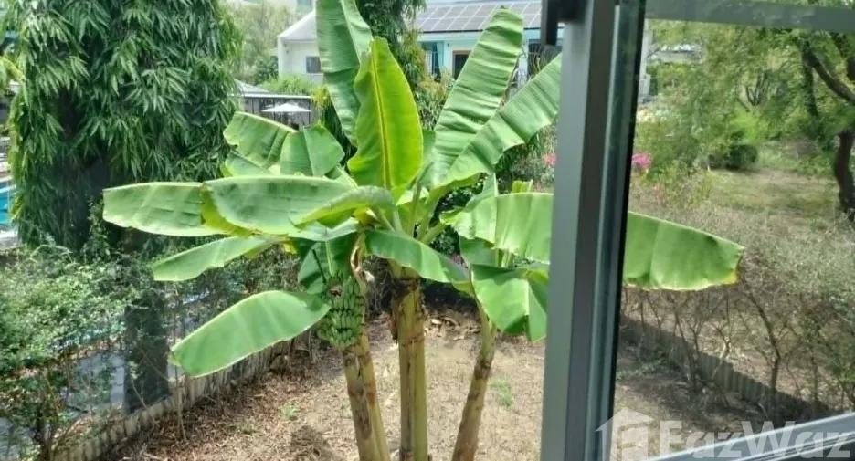 出租 2 卧室 独立屋 在 Mueang Chiang Mai, Chiang Mai