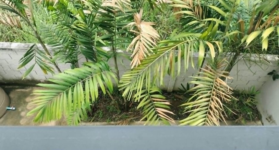 For rent 3 bedrooms townhouse in Mueang Chiang Mai, Chiang Mai