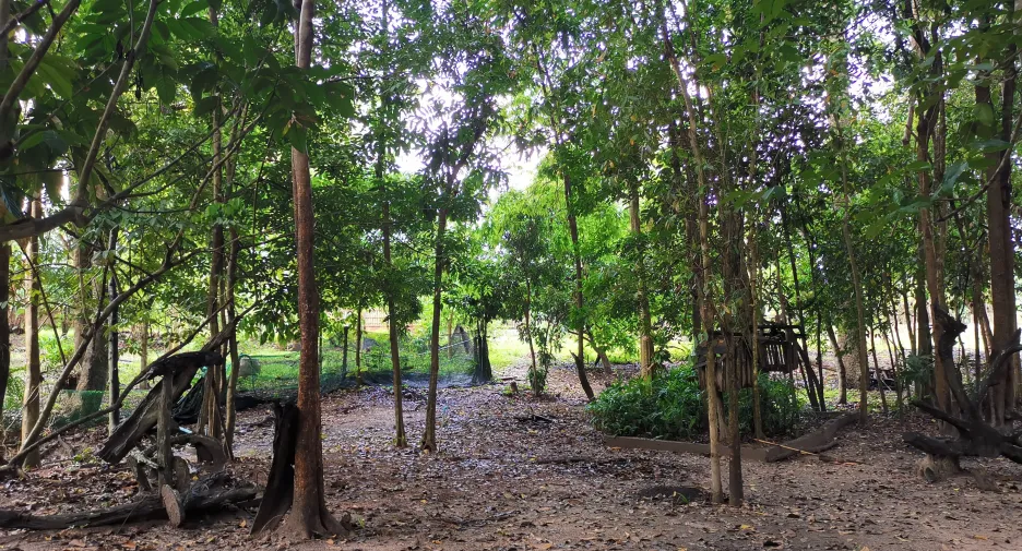 For sale land in So Phisai, Bueng Kan