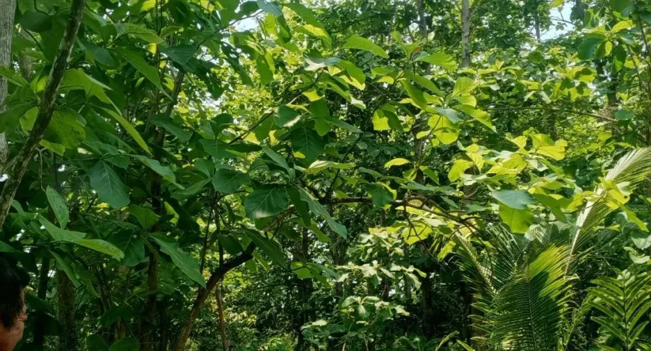 For sale 4 bedrooms house in Tha Maka, Kanchanaburi
