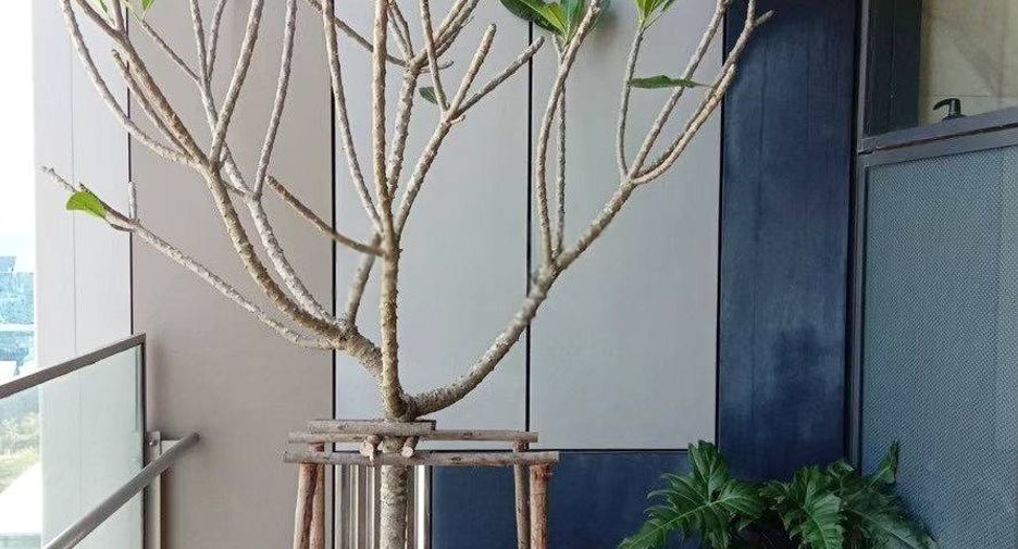 For rent and for sale 2 bedrooms condo in Sathon, Bangkok