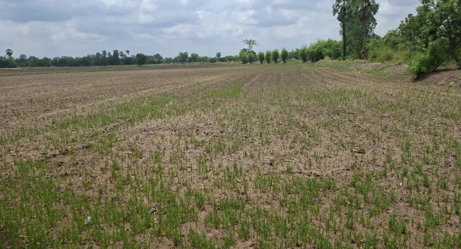 For sale land in Nong Khayang, Uthai Thani