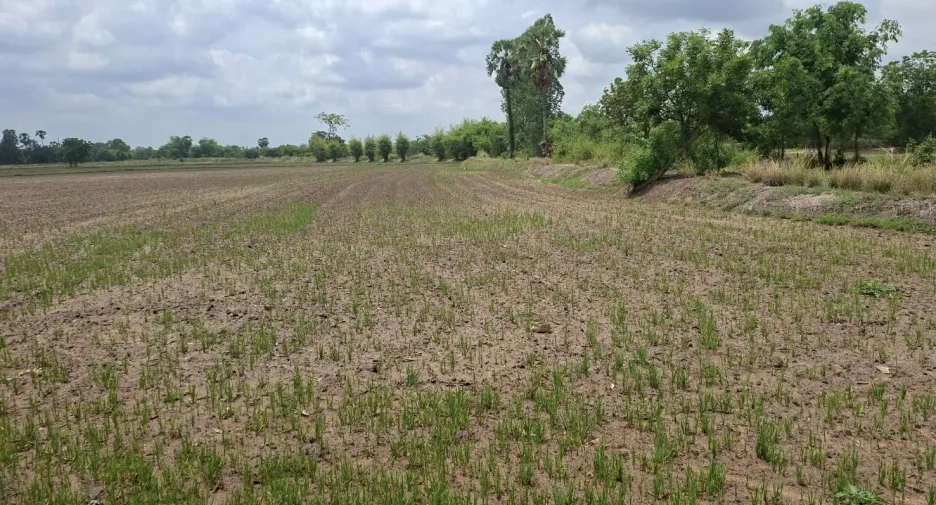 For sale land in Nong Khayang, Uthai Thani
