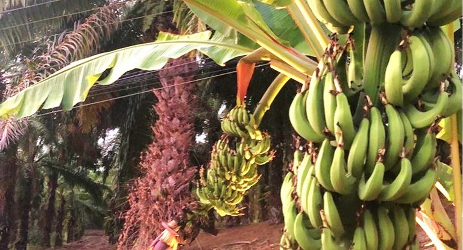 For sale 3 bedrooms house in Takua Pa, Phang Nga