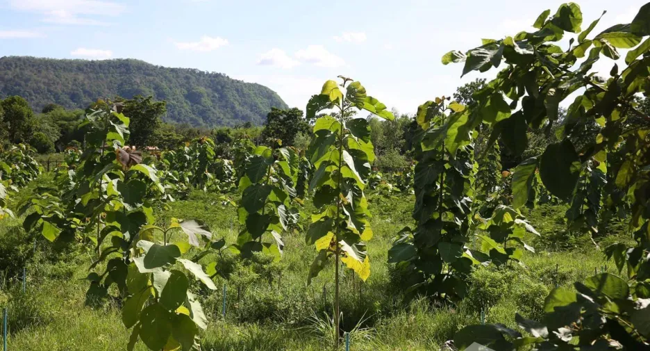 For sale land in Mueang Prachinburi, Prachin Buri