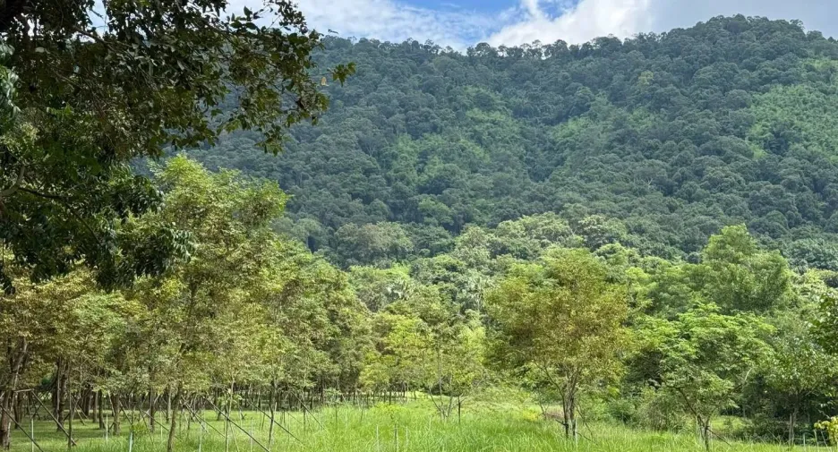 For sale land in Mueang Prachinburi, Prachin Buri