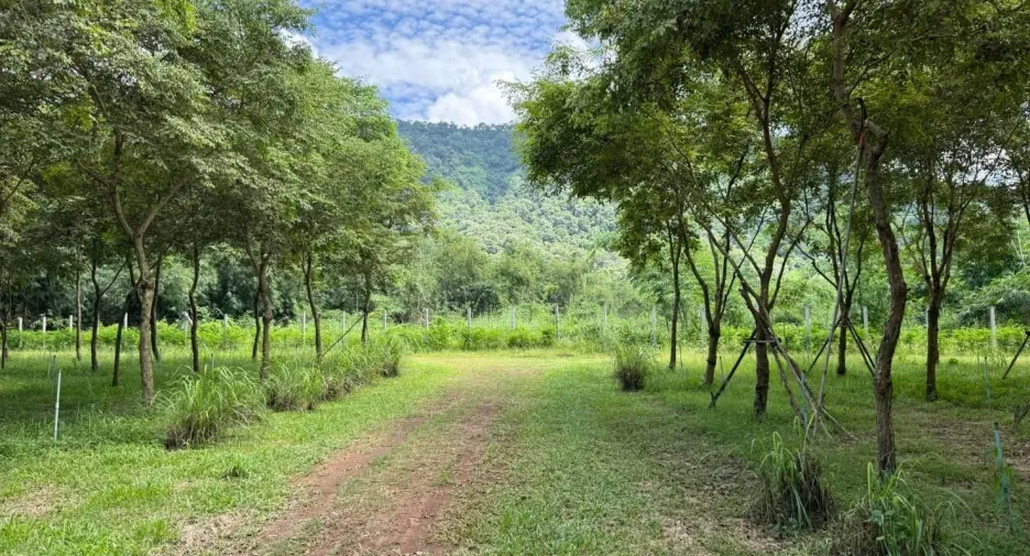 For sale land in Mueang Prachinburi, Prachin Buri