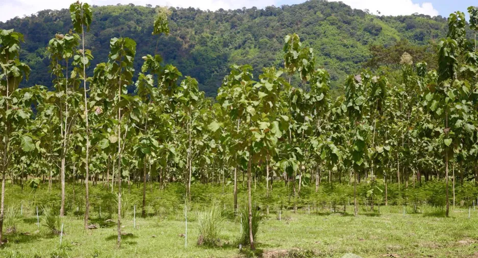 For sale land in Mueang Prachinburi, Prachin Buri