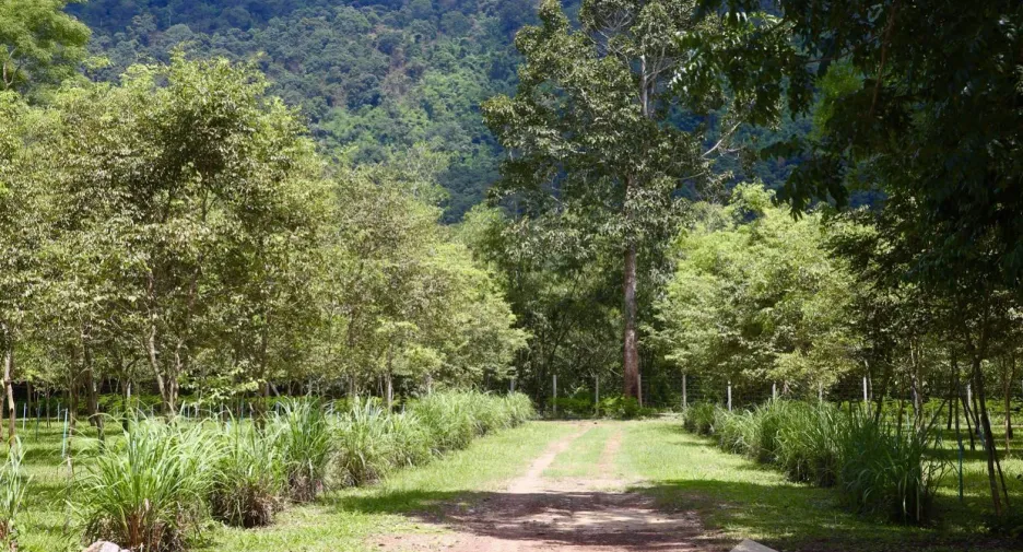 For sale land in Mueang Prachinburi, Prachin Buri