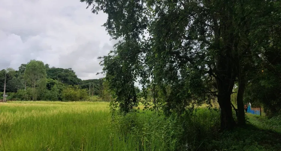 For sale land in Phen, Udon Thani
