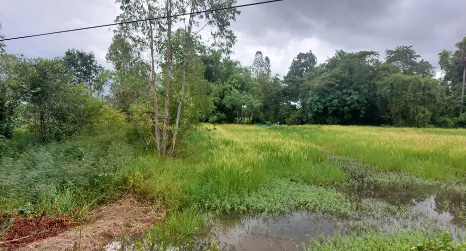 For sale land in Phen, Udon Thani