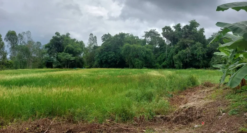 For sale land in Phen, Udon Thani