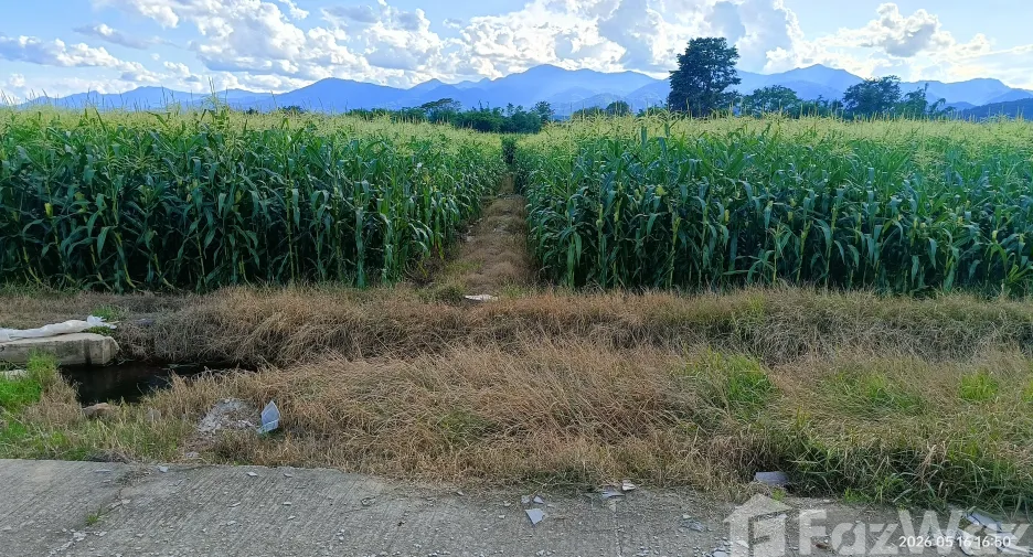 Terreno en venta en Fang, Chiang Mai