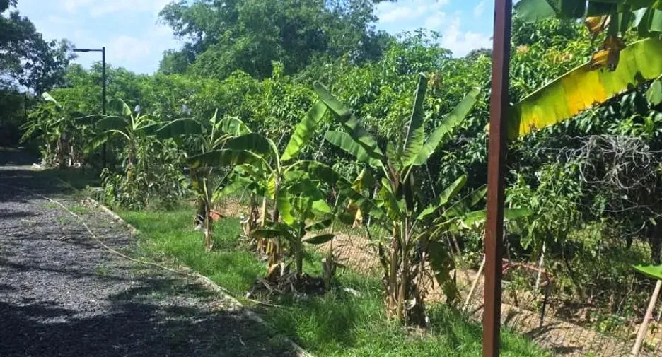 出售 3 卧室 独立屋 在 Lam Plai Mat, Buri Ram