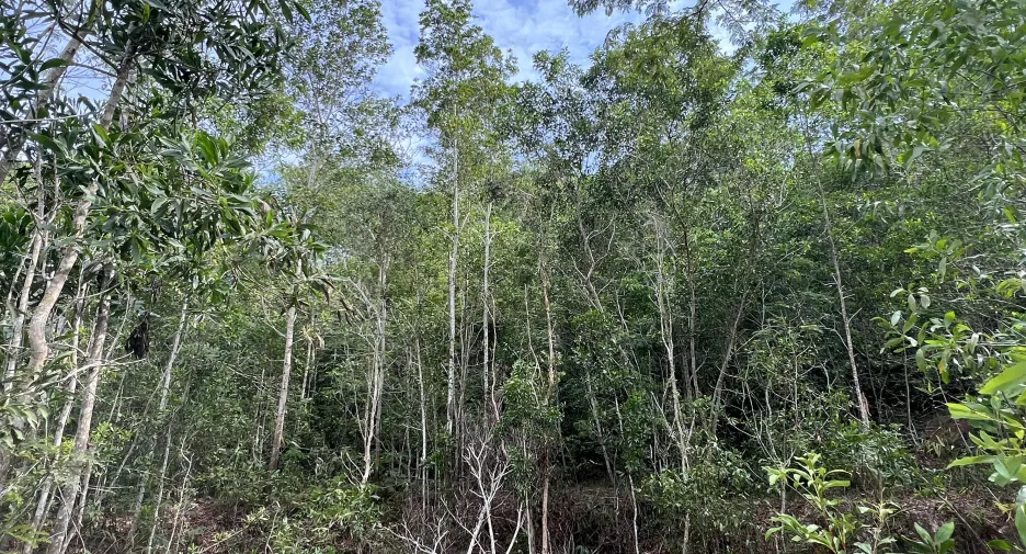 Grundstück zum Kauf in Tha Mai, Chanthaburi