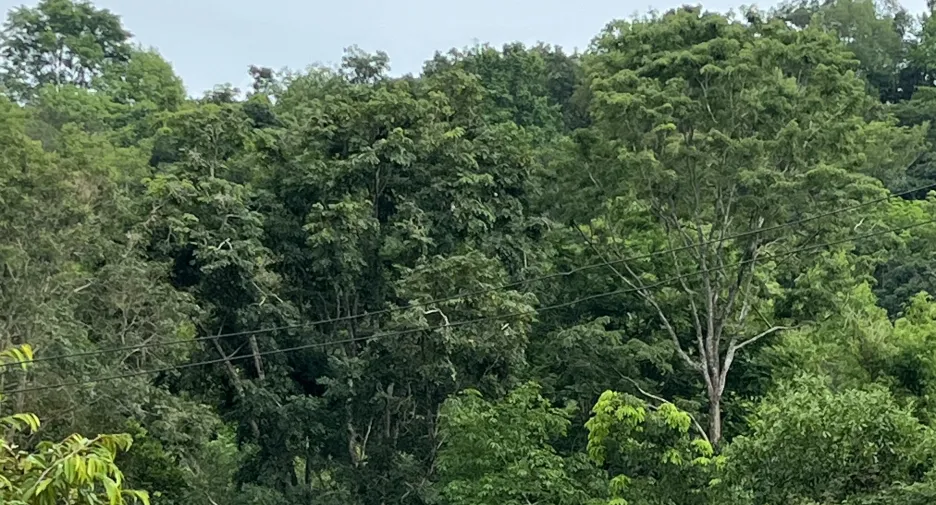 Grundstück zum Kauf in Tha Mai, Chanthaburi