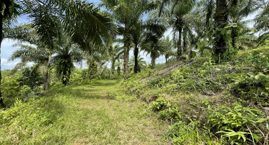 Terreno en venta en Thalang, Phuket