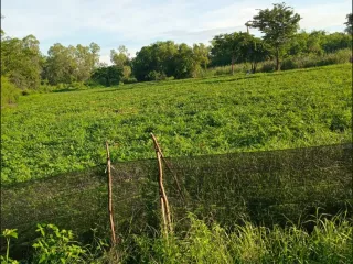 For sale land in Bang Sai, Phra Nakhon Si Ayutthaya