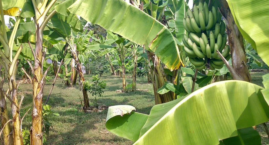 For sale land in Thong Pha Phum, Kanchanaburi
