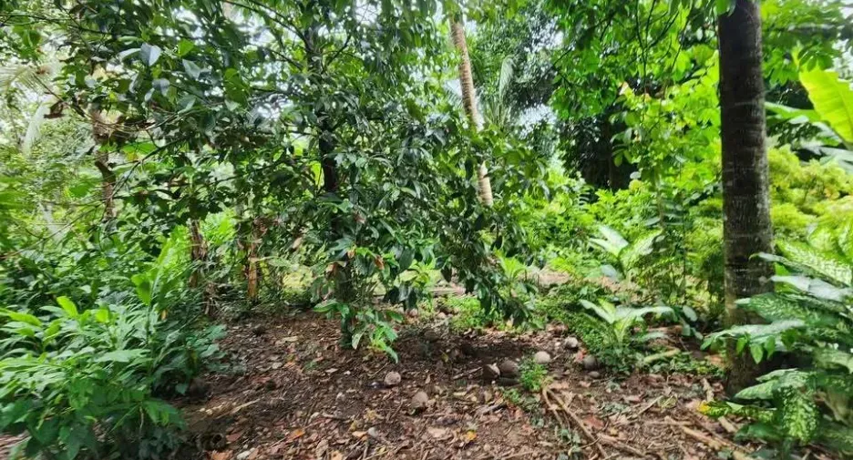 Terreno en venta en Thalang, Phuket