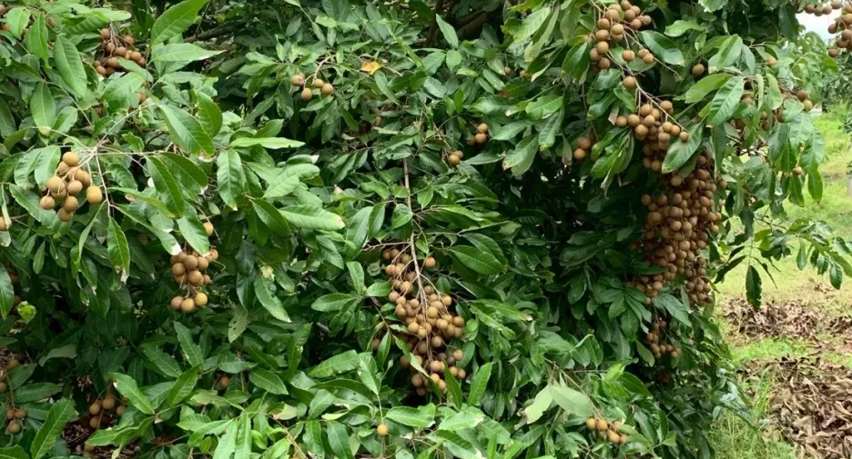 Grundstück zum Kauf in Mae Taeng, Chiang Mai