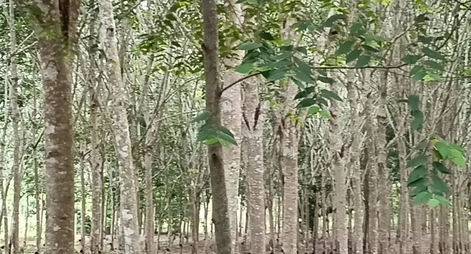 For sale land in Klaeng, Rayong