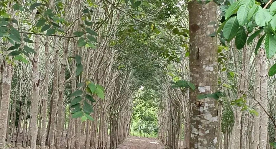 For sale land in Klaeng, Rayong