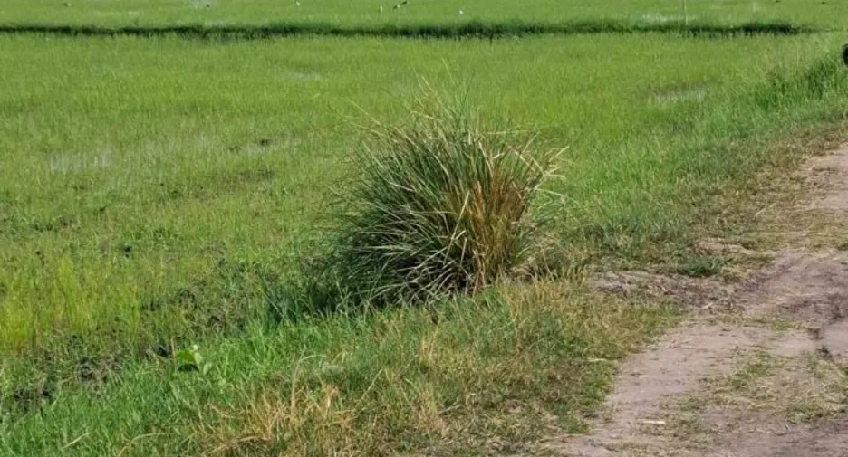 À vendre terrain à Mueang Nakhon Ratchasima, Nakhon Ratchasima